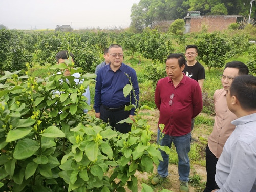 米兰官方端网页版：何福林率博士团赴邑口村开展服务 助力乡村振兴