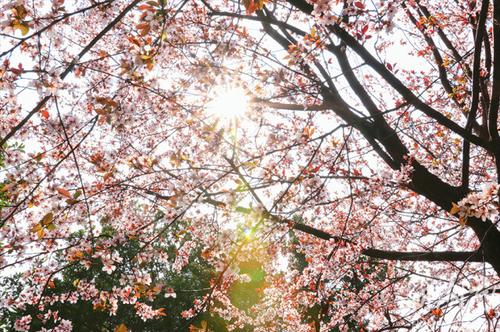 春暖花开校园美