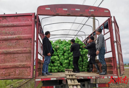 米兰官方端网页版驻村工作队：情系菜农拓销路，为民解忧暖人心
